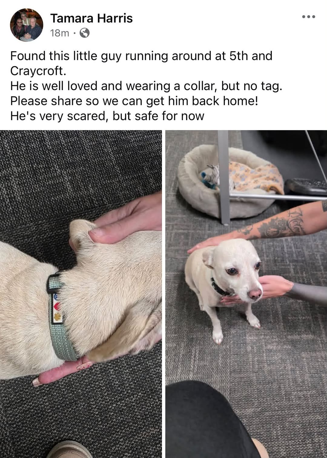 Found Dog in Tucson