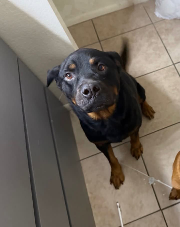 Lost Dog in Tucson