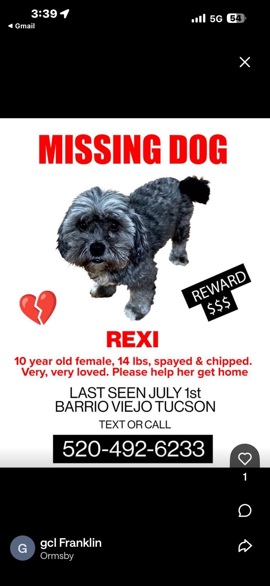 Lost Dog in Tucson