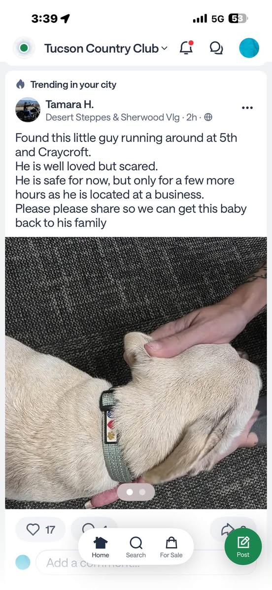 Found Dog in Tucson