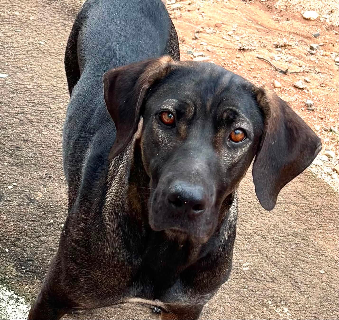 Found dog