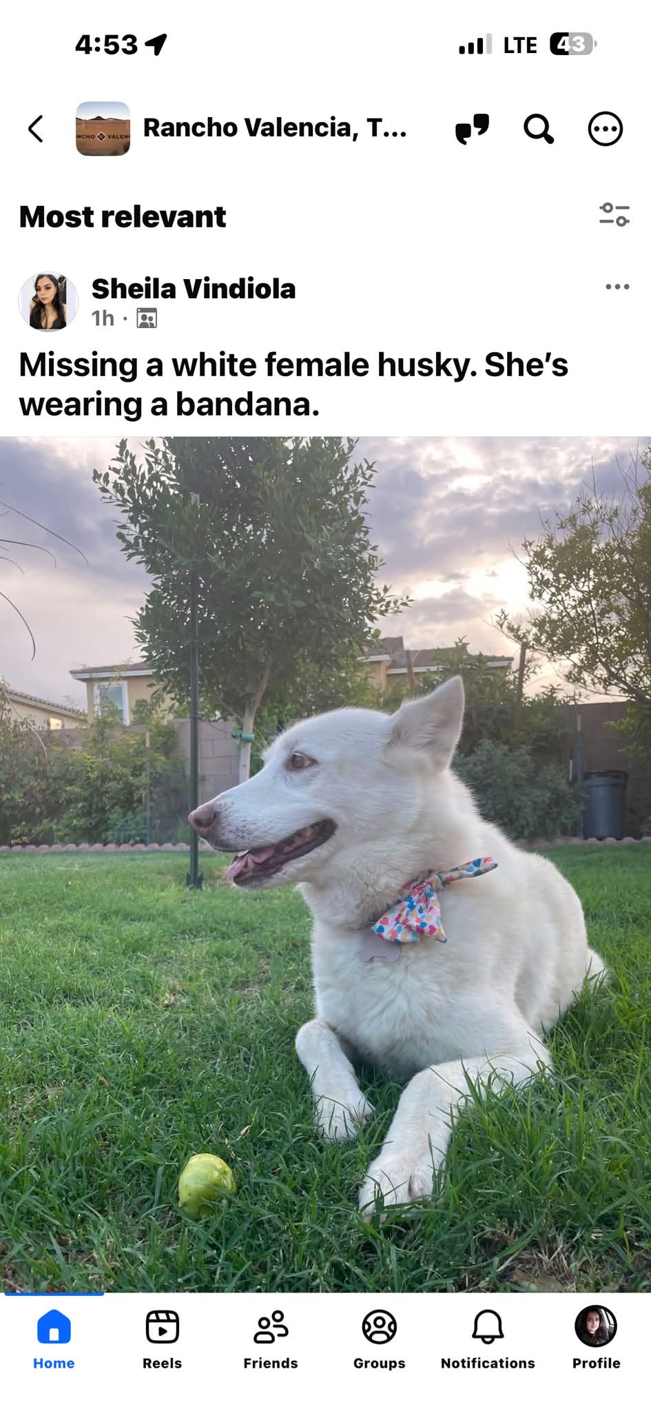 Lost Dog in Rancho Valencia
