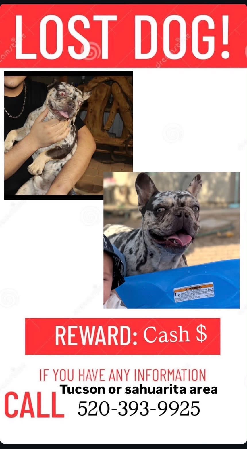 Lost Dog in Sahuarita