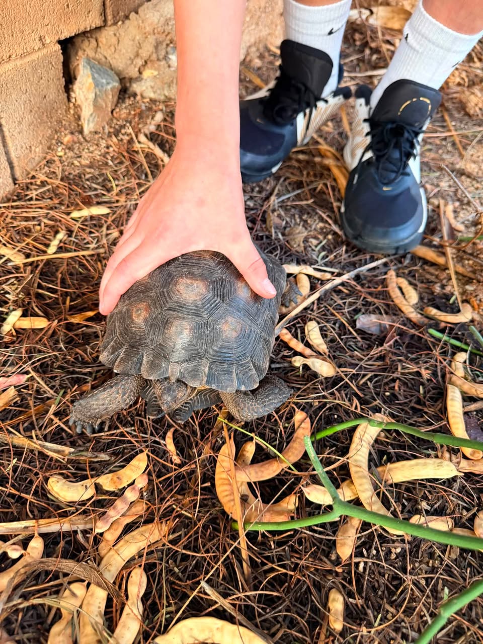 Found tortoise