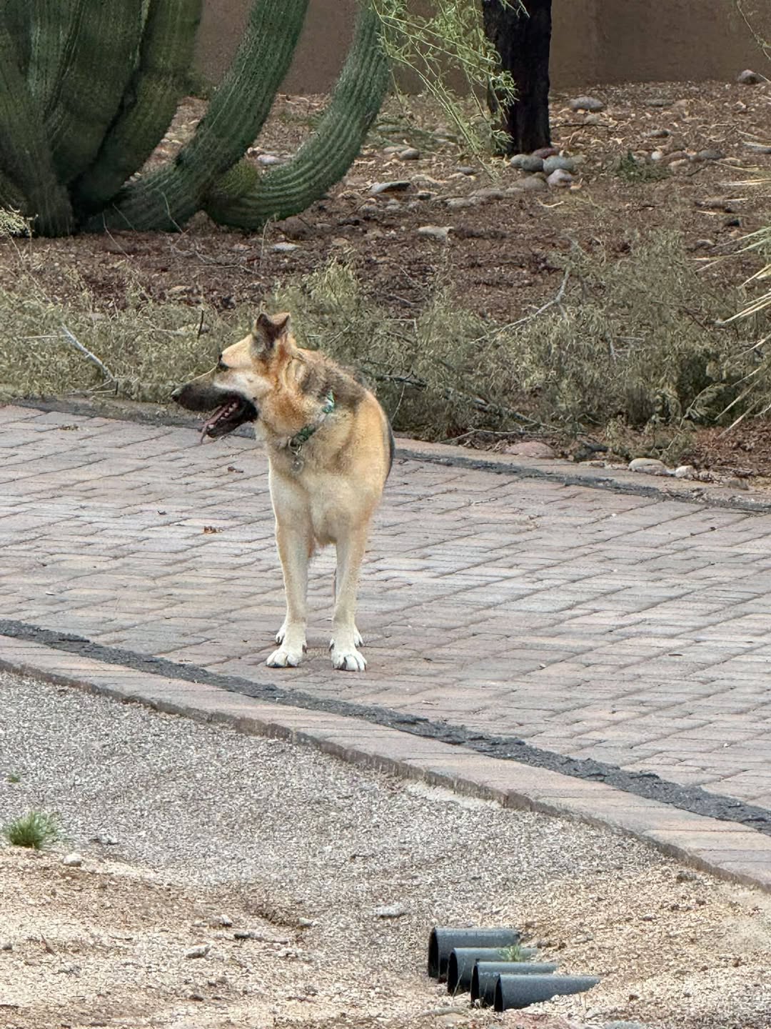 Found dog