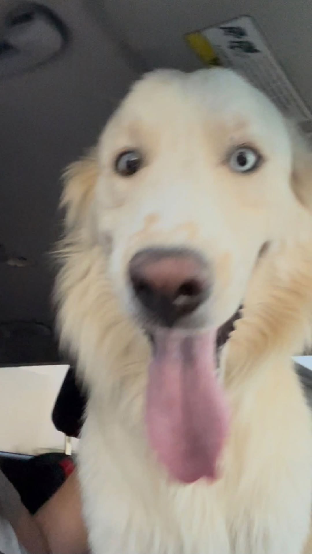 Found dog