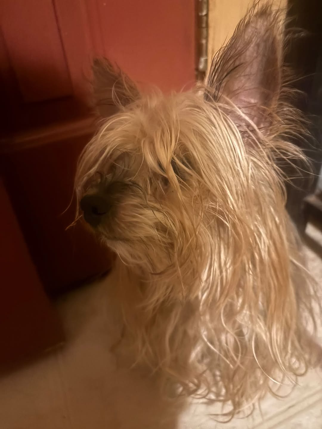Found Dog in Tucson