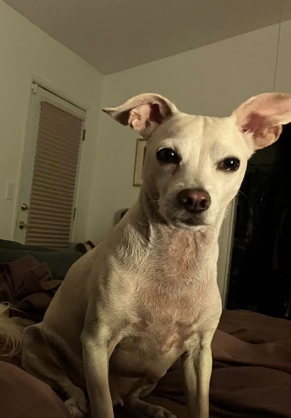 Lost Dog in Tucson