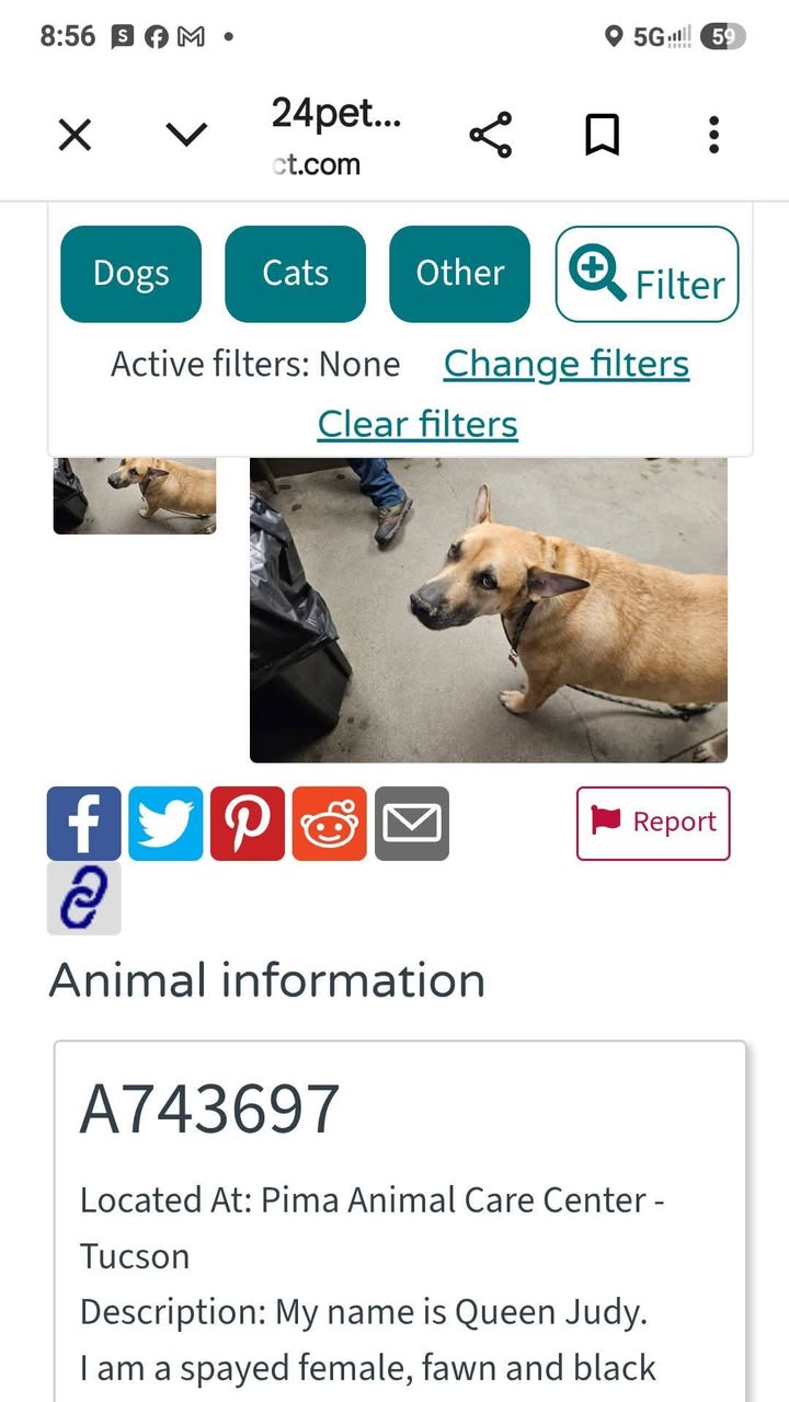 Found dog