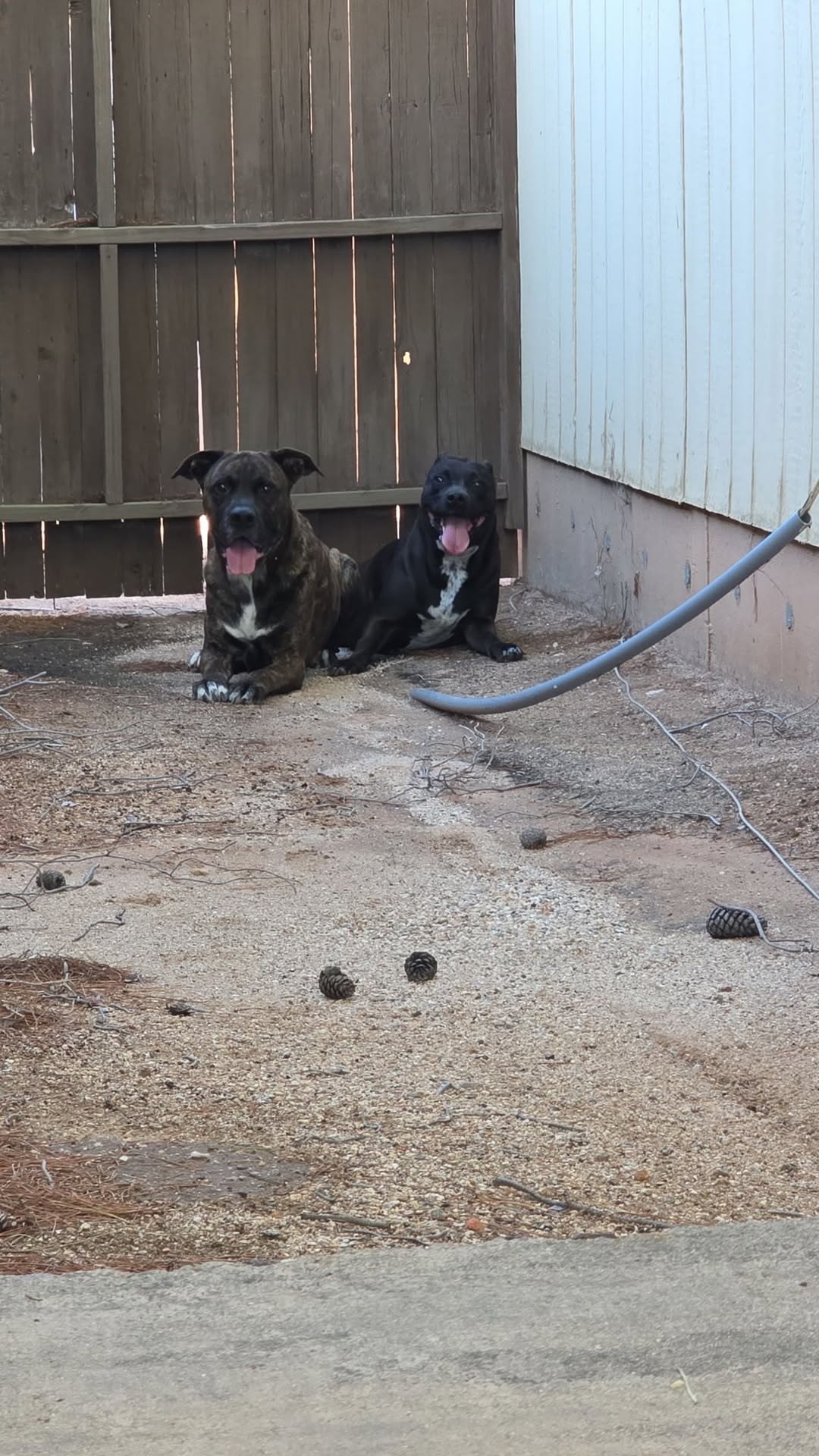 Found Dog in Tucson