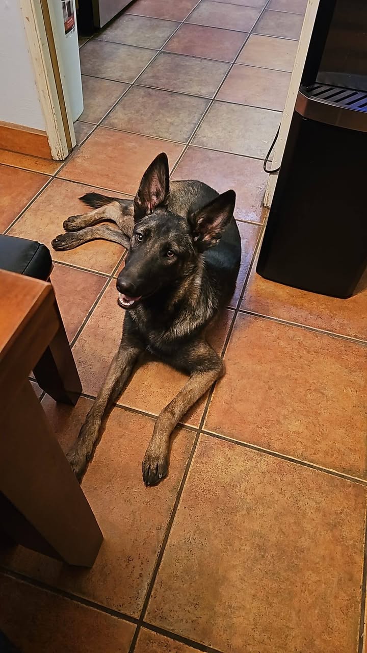 Lost Dog in Tucson