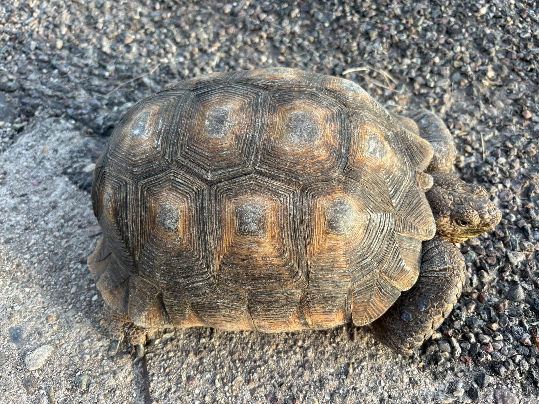 Found tortoise