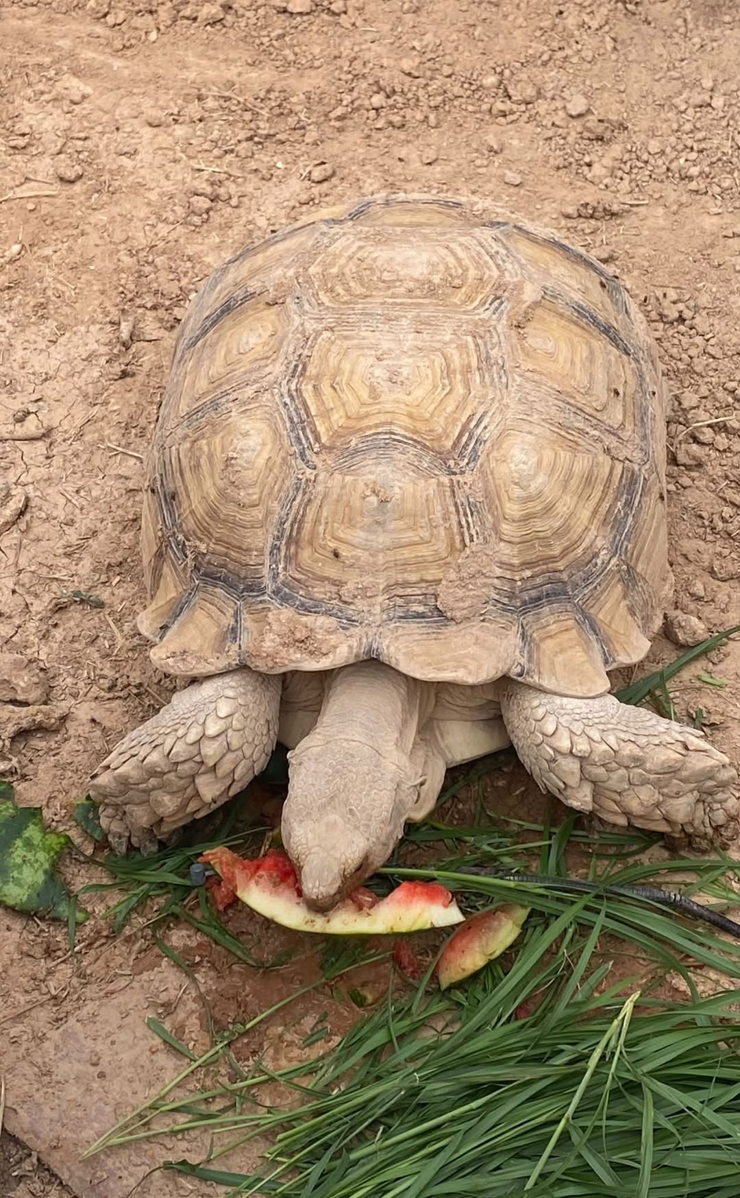Lost tortoise