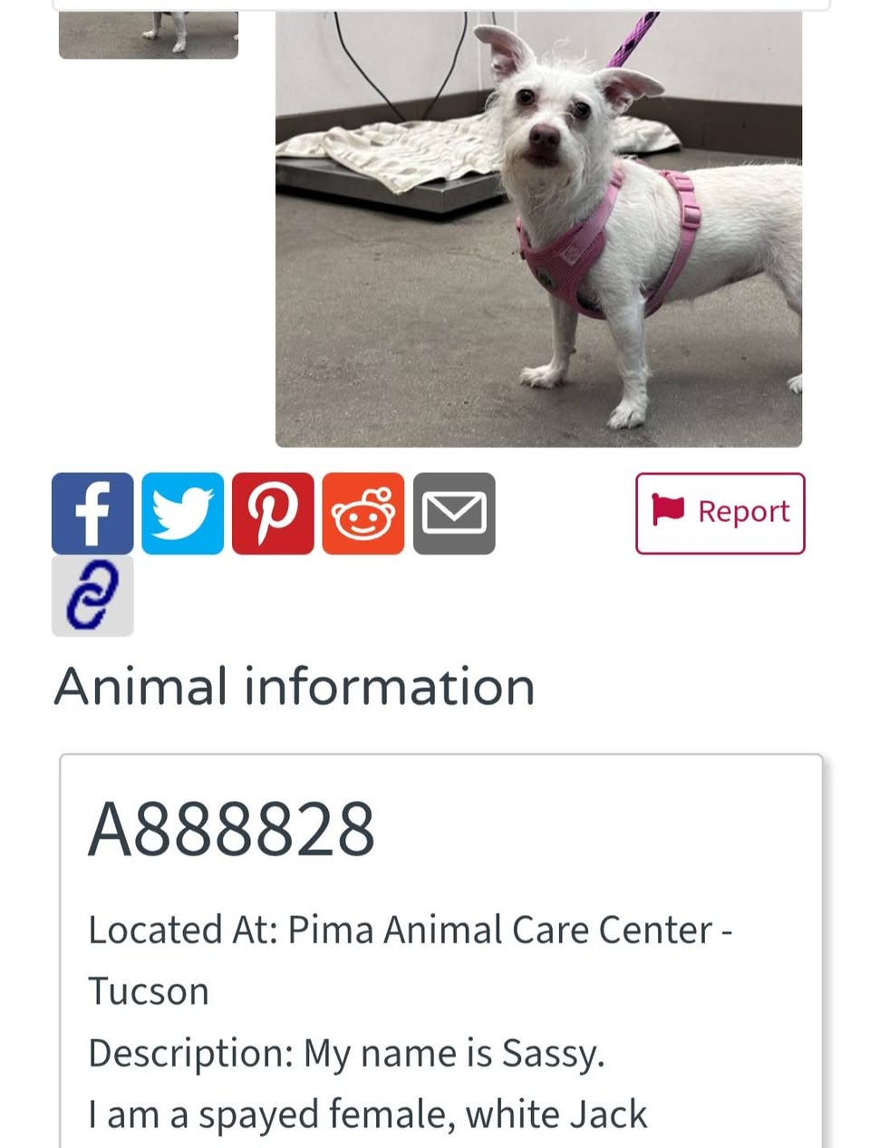 Found dog