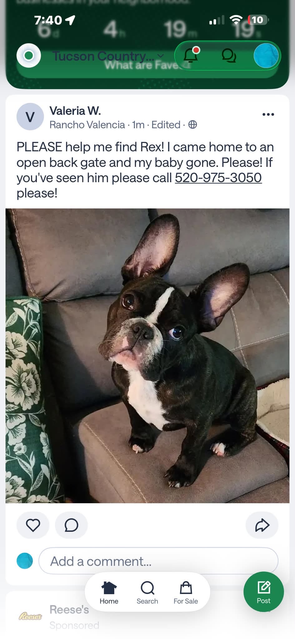 Lost Dog in Rancho Valencia