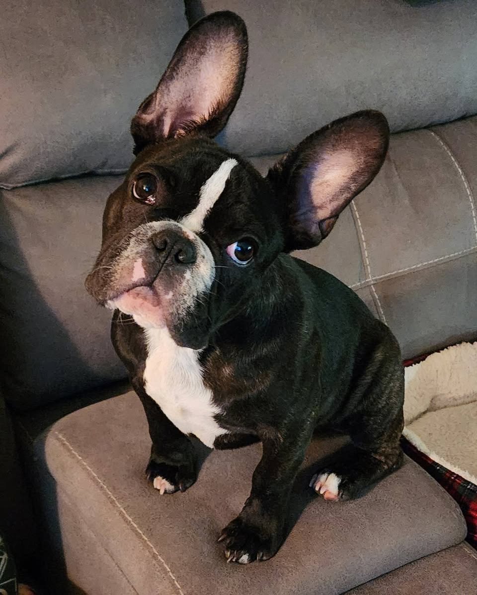 Lost dog