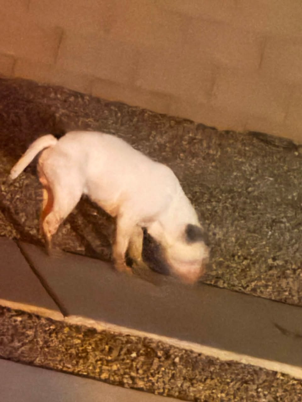 Found Dog in Tucson