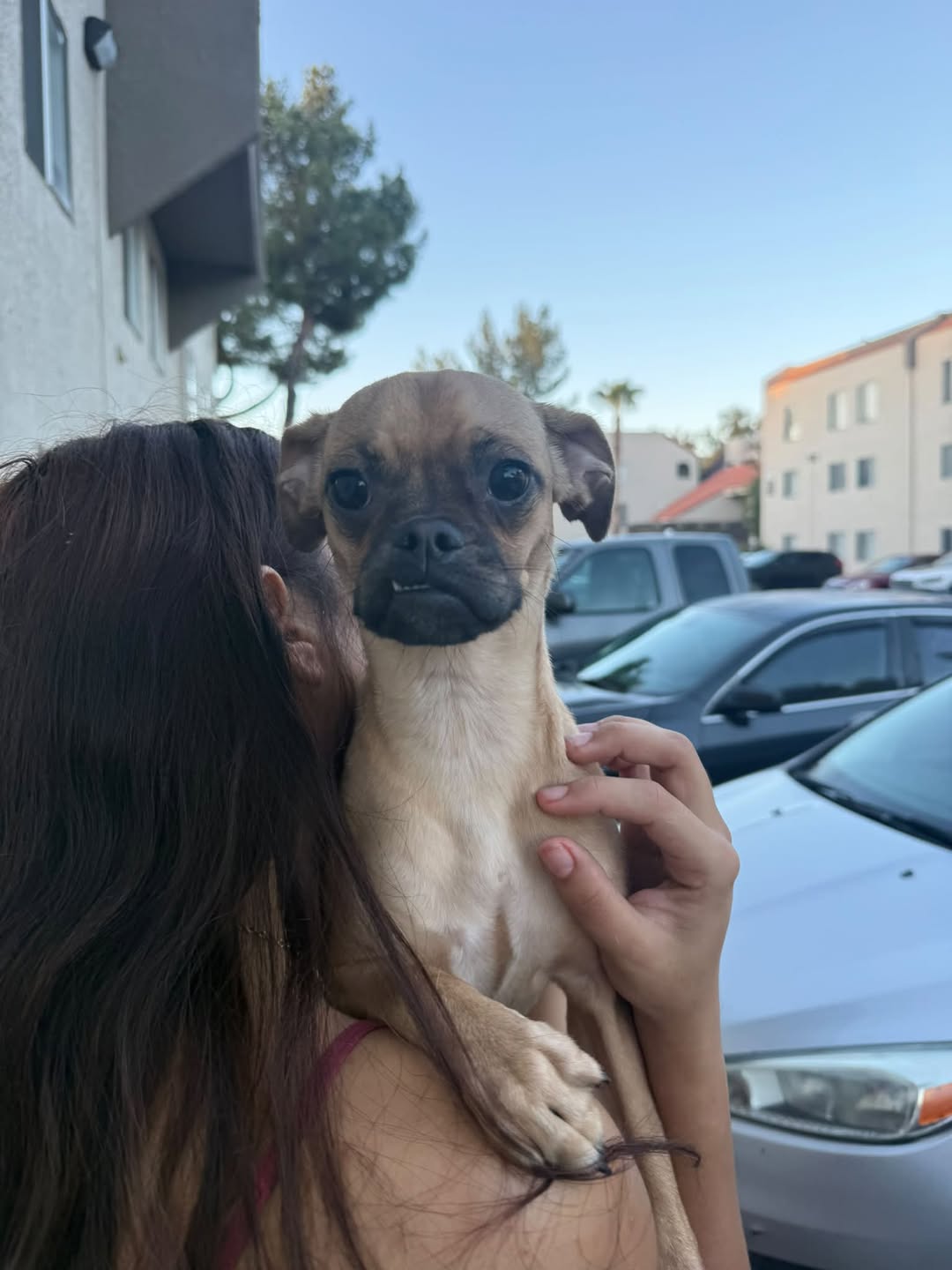 Found Dog in Tucson
