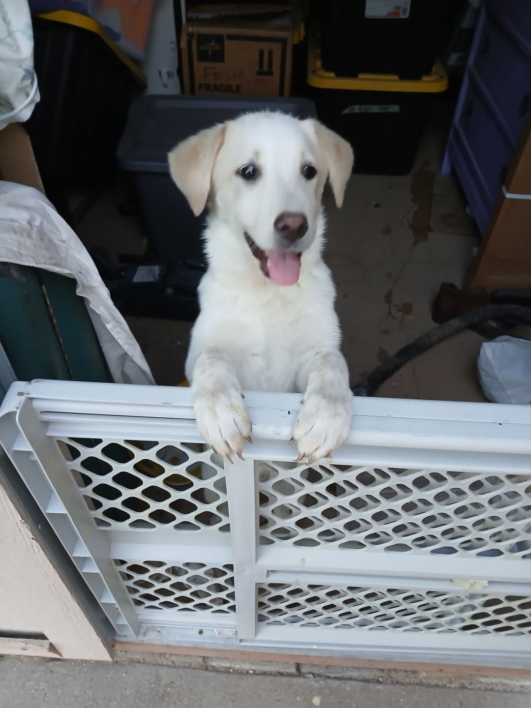 Found Dog in Tucson