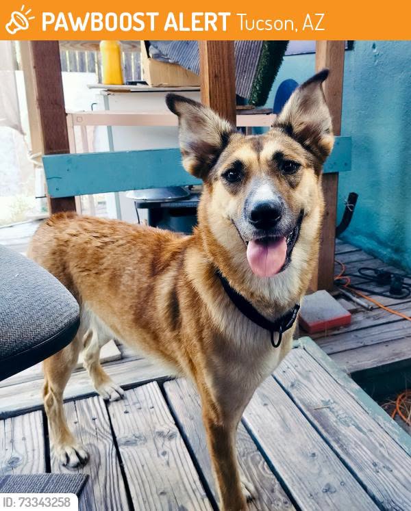 Lost Dog in Tucson