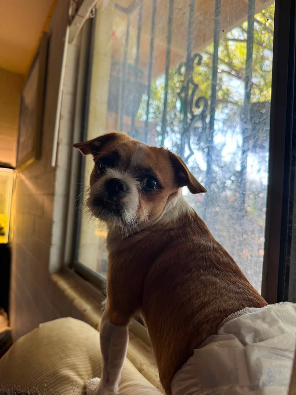Found dog