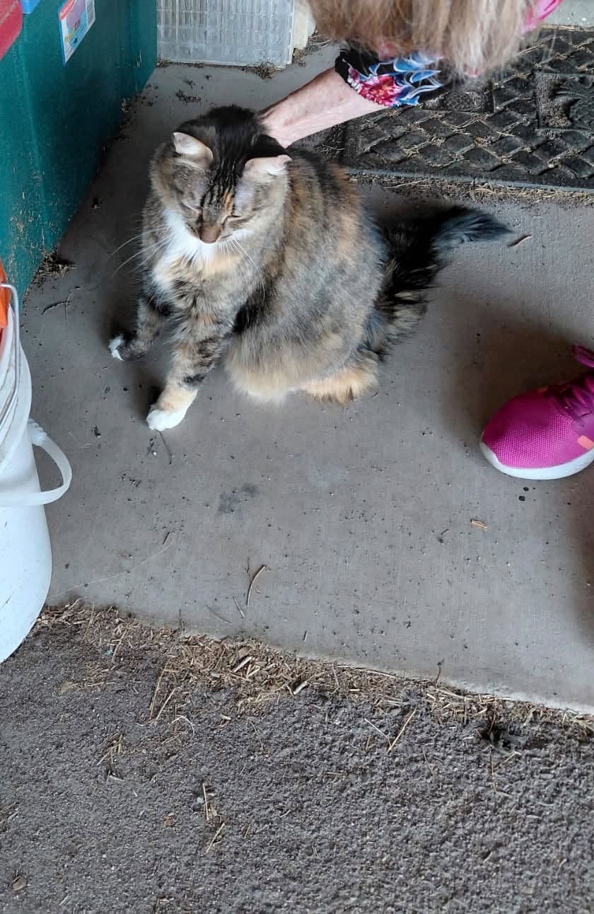 Found cat