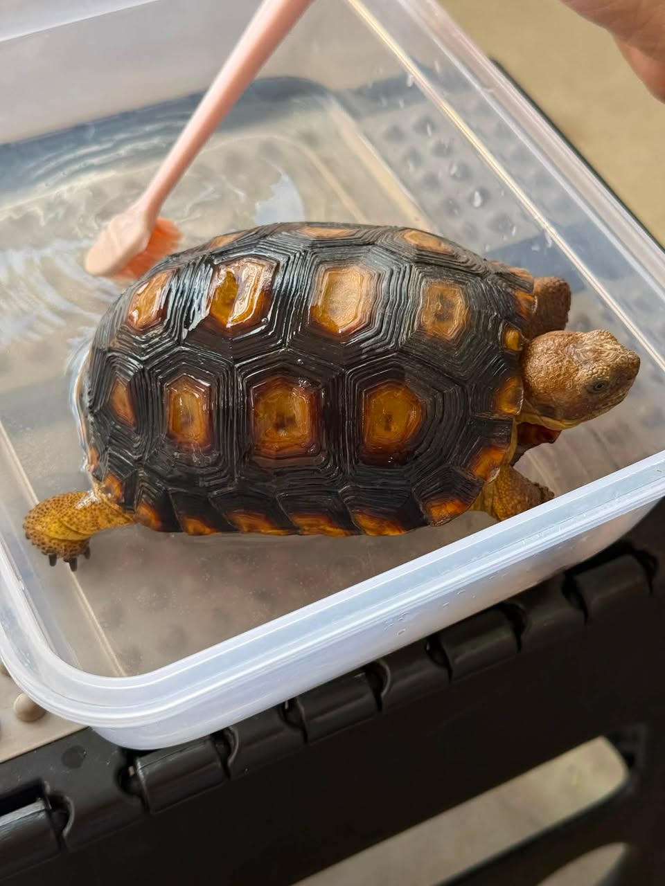 Lost Tortoise in Tucson