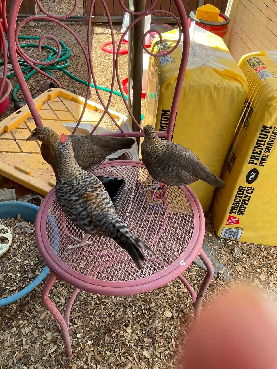 Lost bird