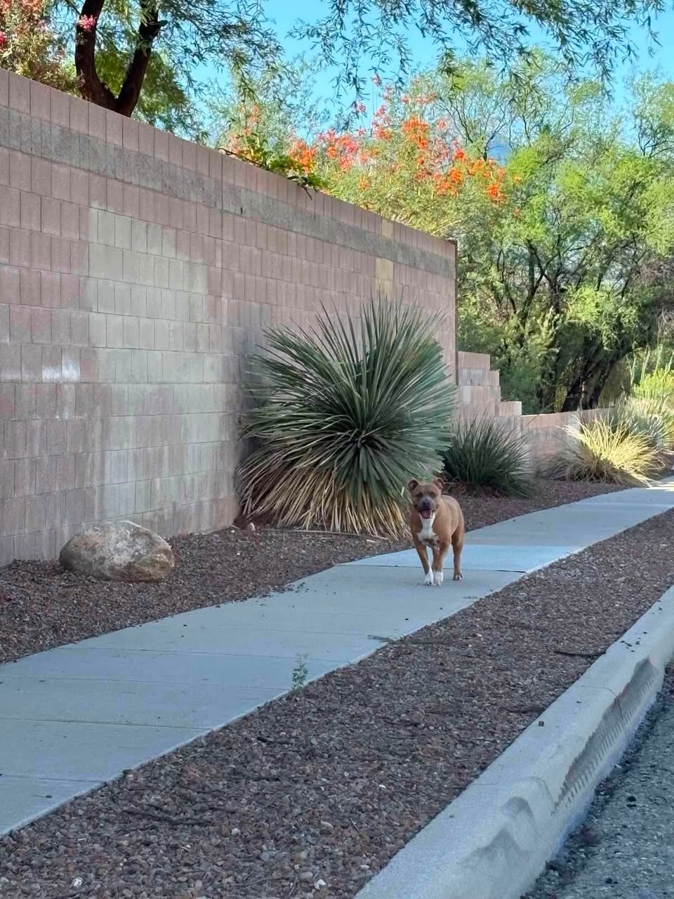 Found Dog in Tucson