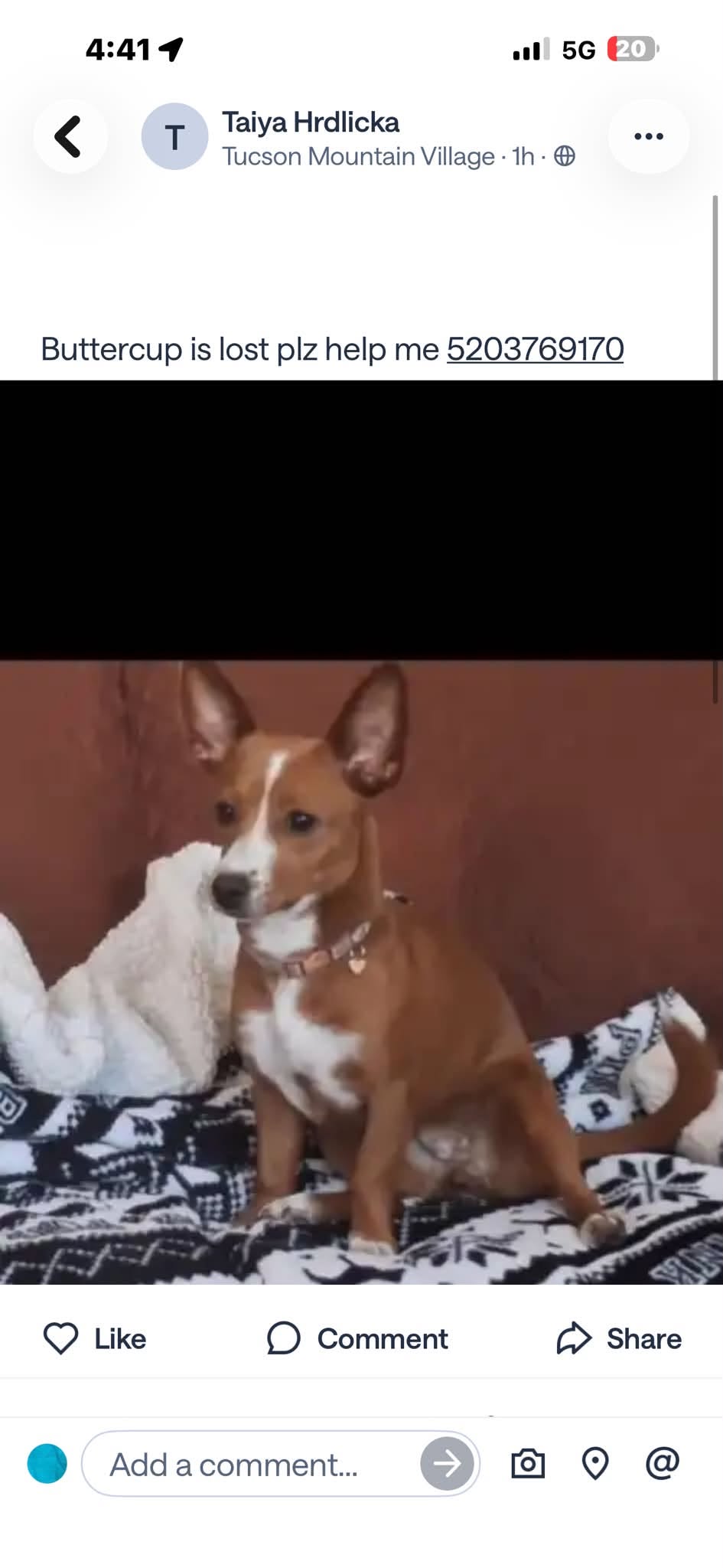 Lost Dog in Tucson Mountain Village