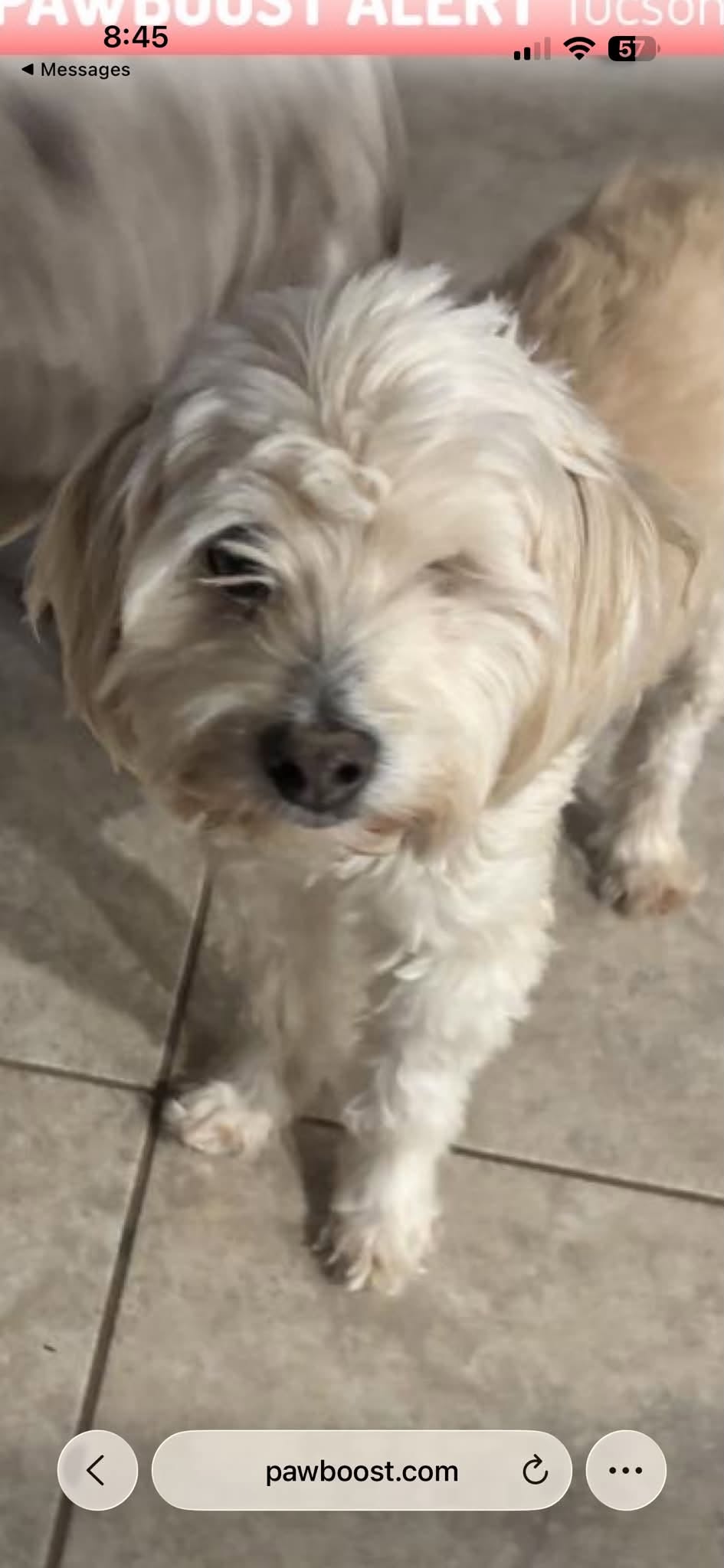 Lost Dog in Tucson