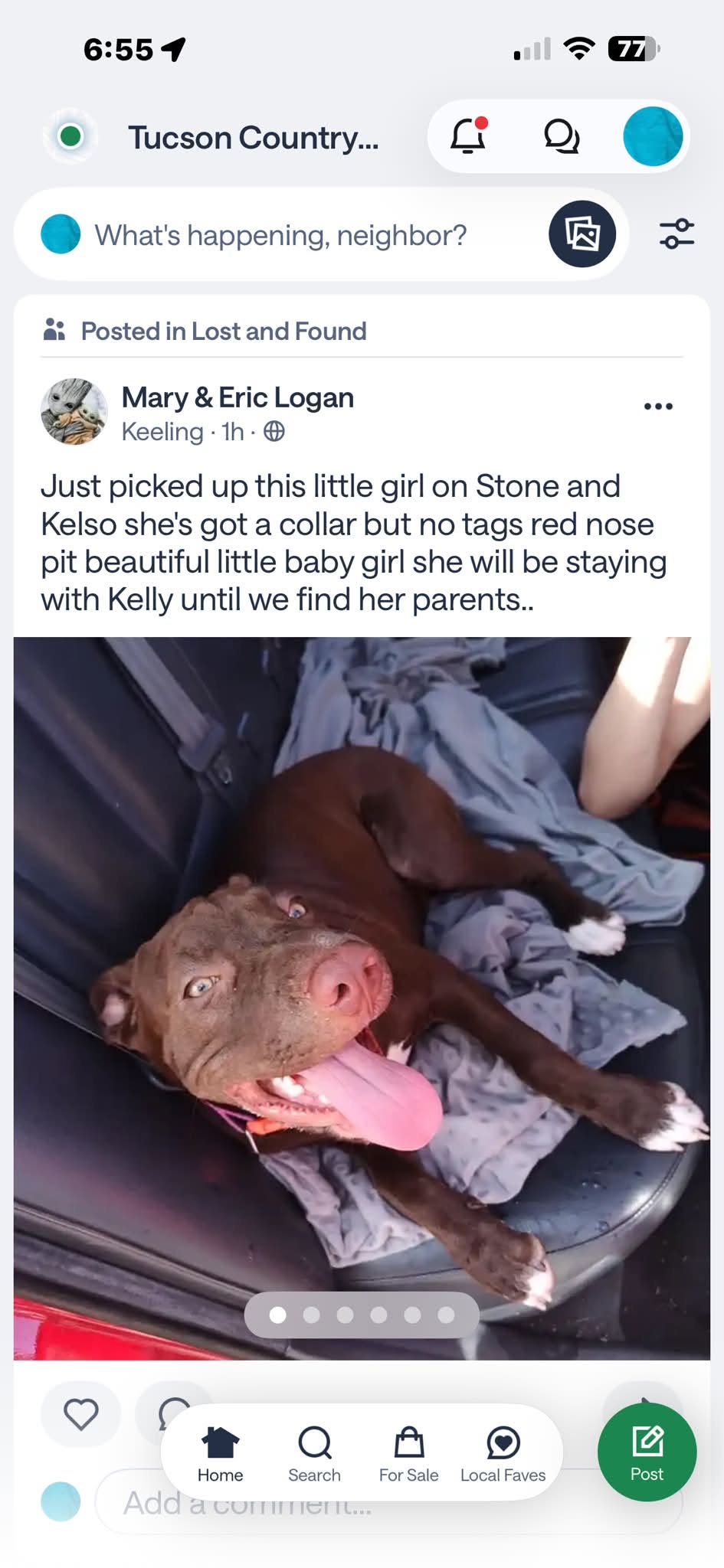 Found Dog in Tucson