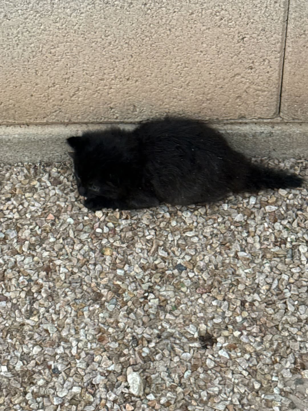 Found cat