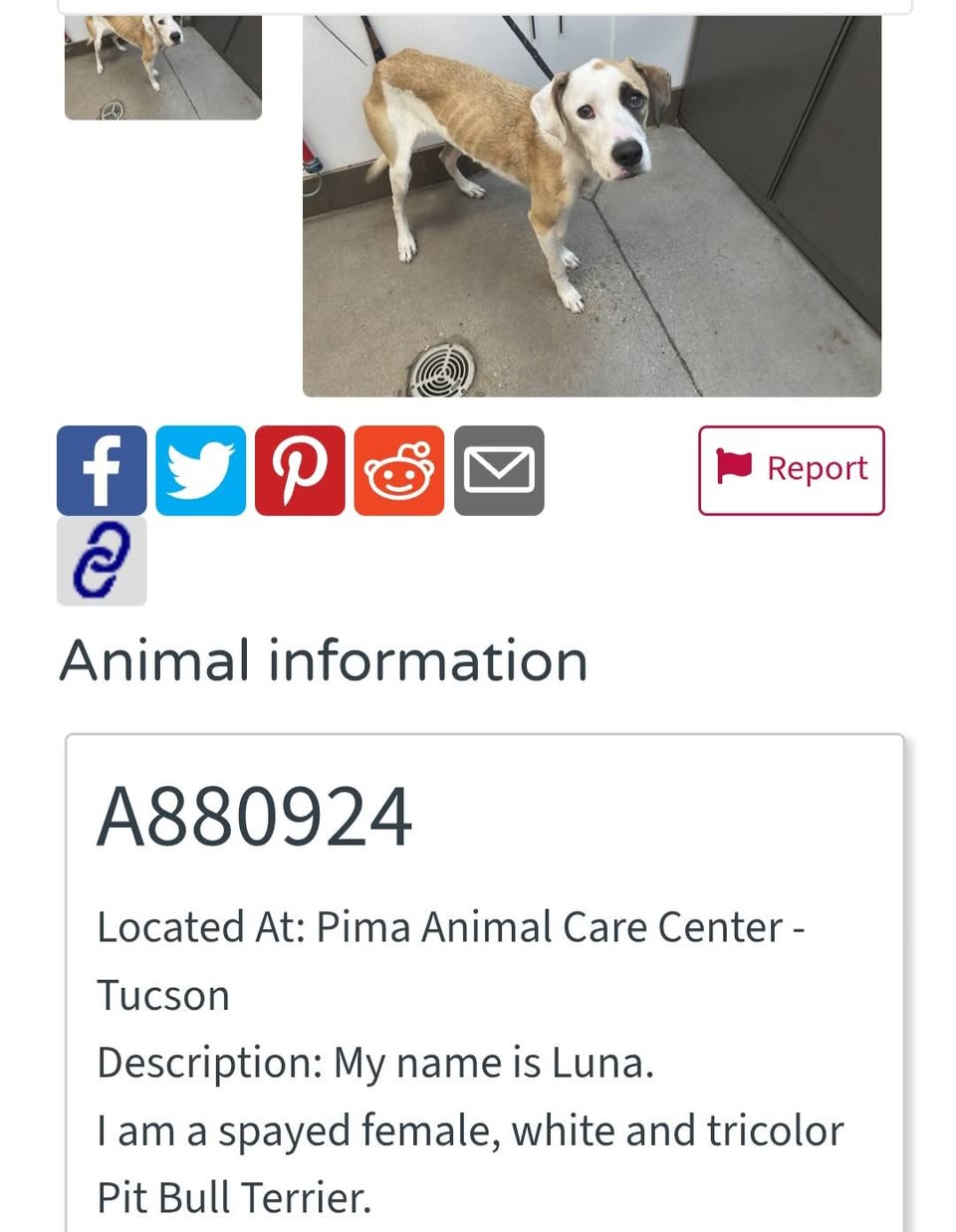 Found dog