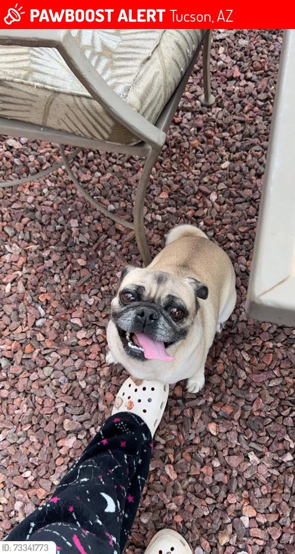Lost dog