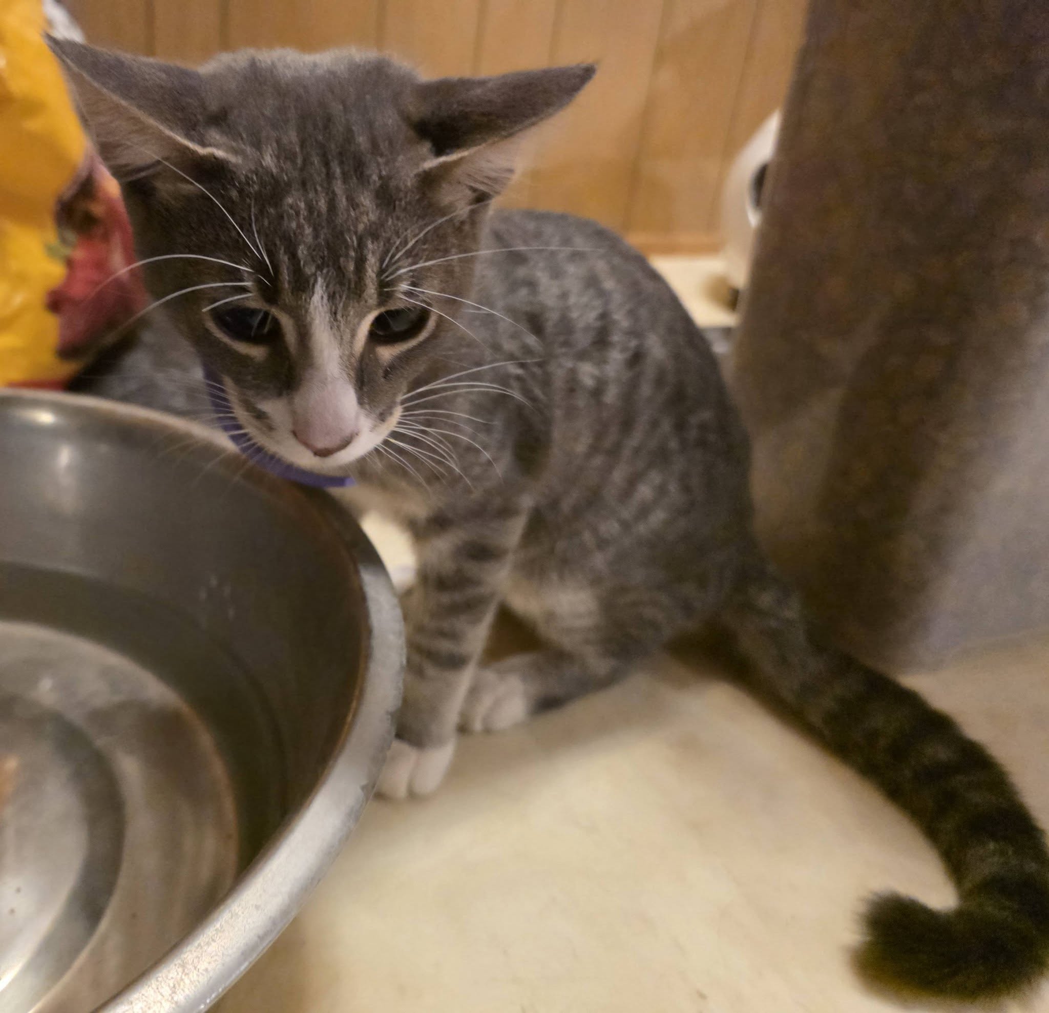 Found cat