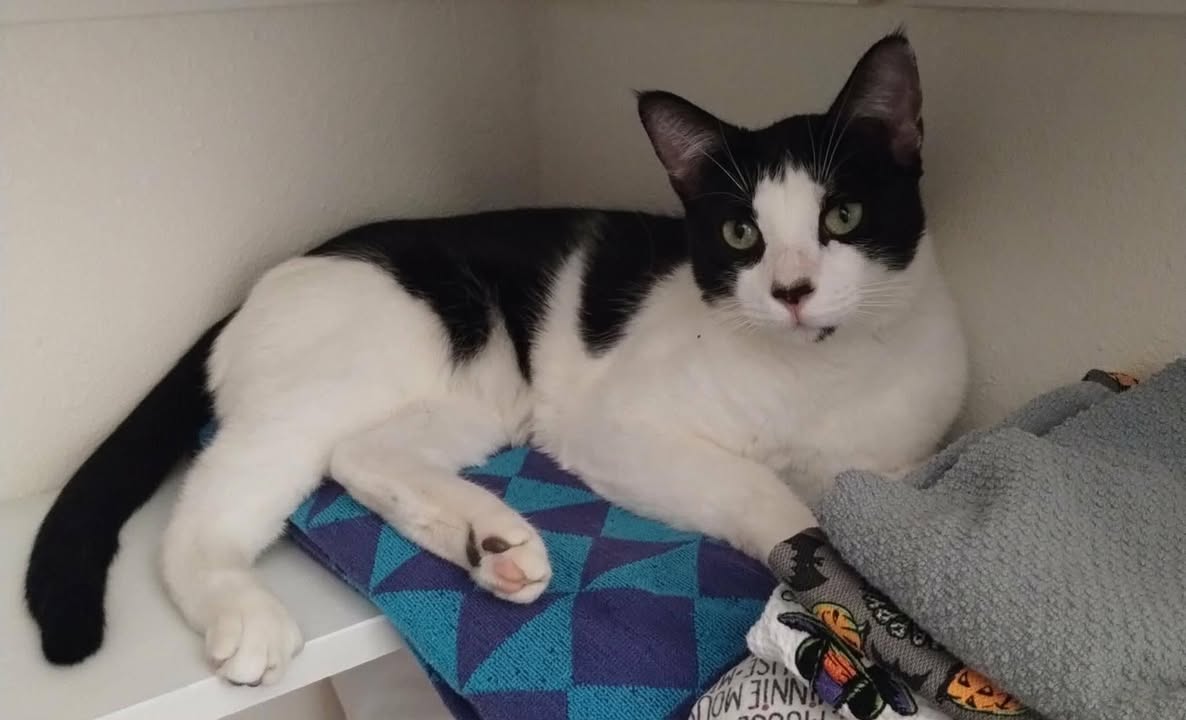 Lost Cat in Vail