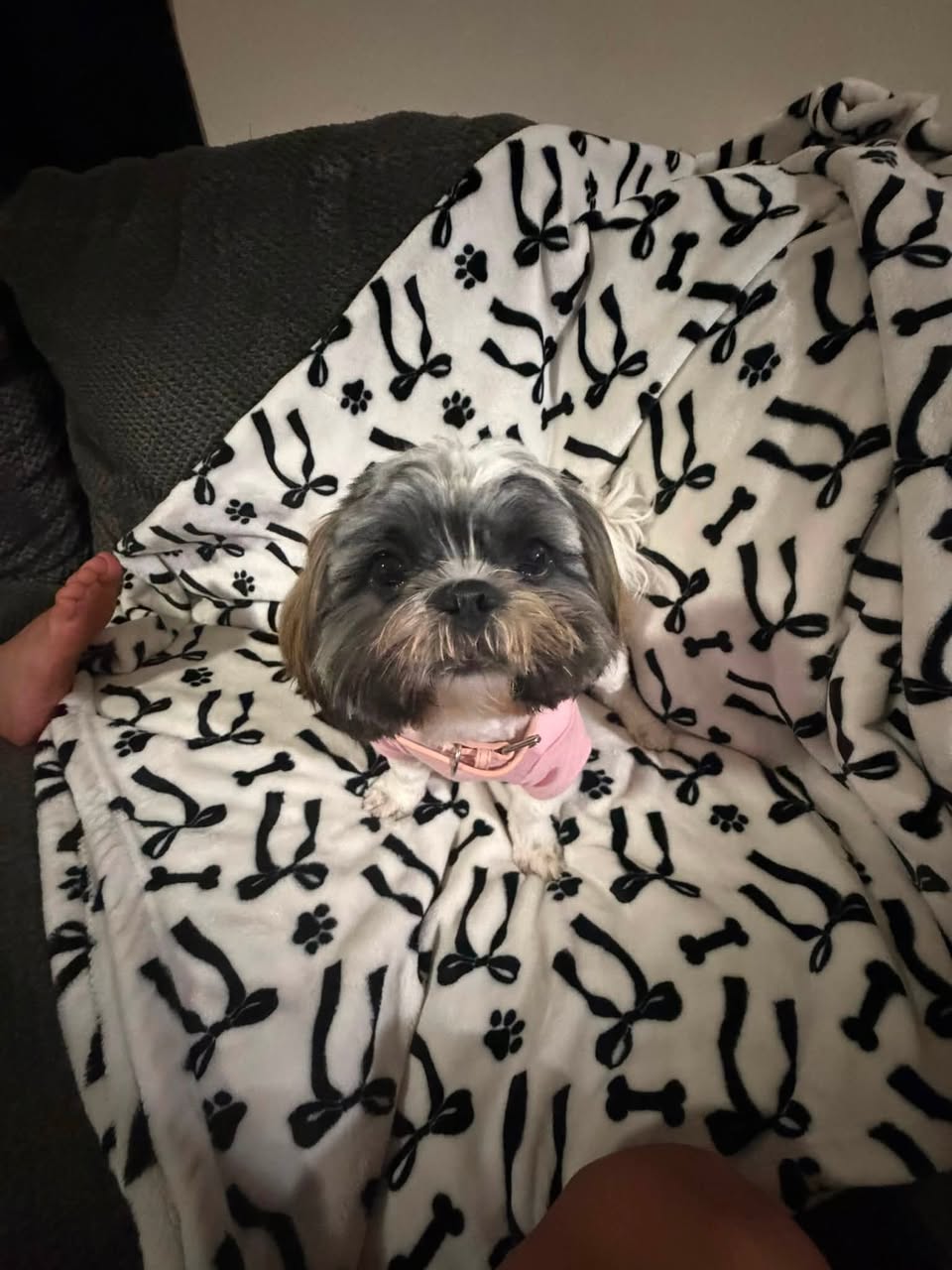 Lost Dog in Tucson
