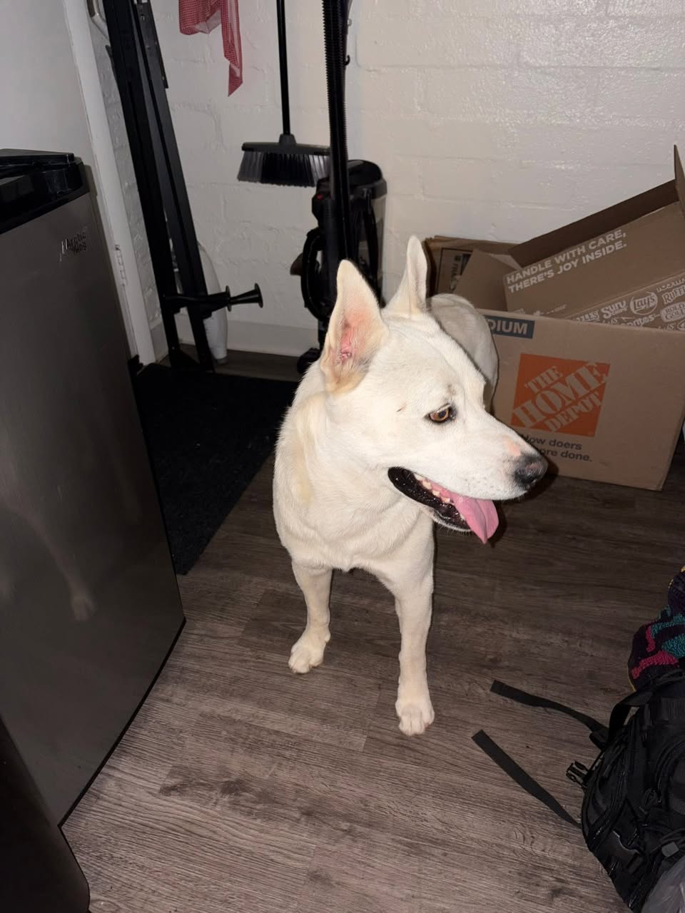 Found dog