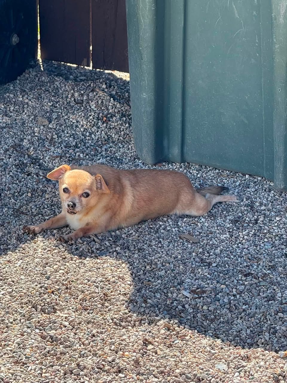 Lost Dog in Tucson