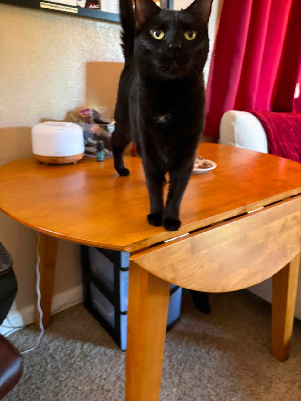 Lost cat