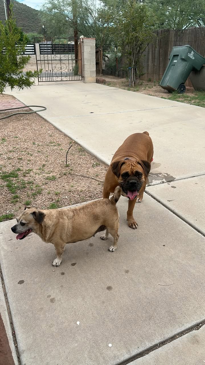 Found Dog in Tucson