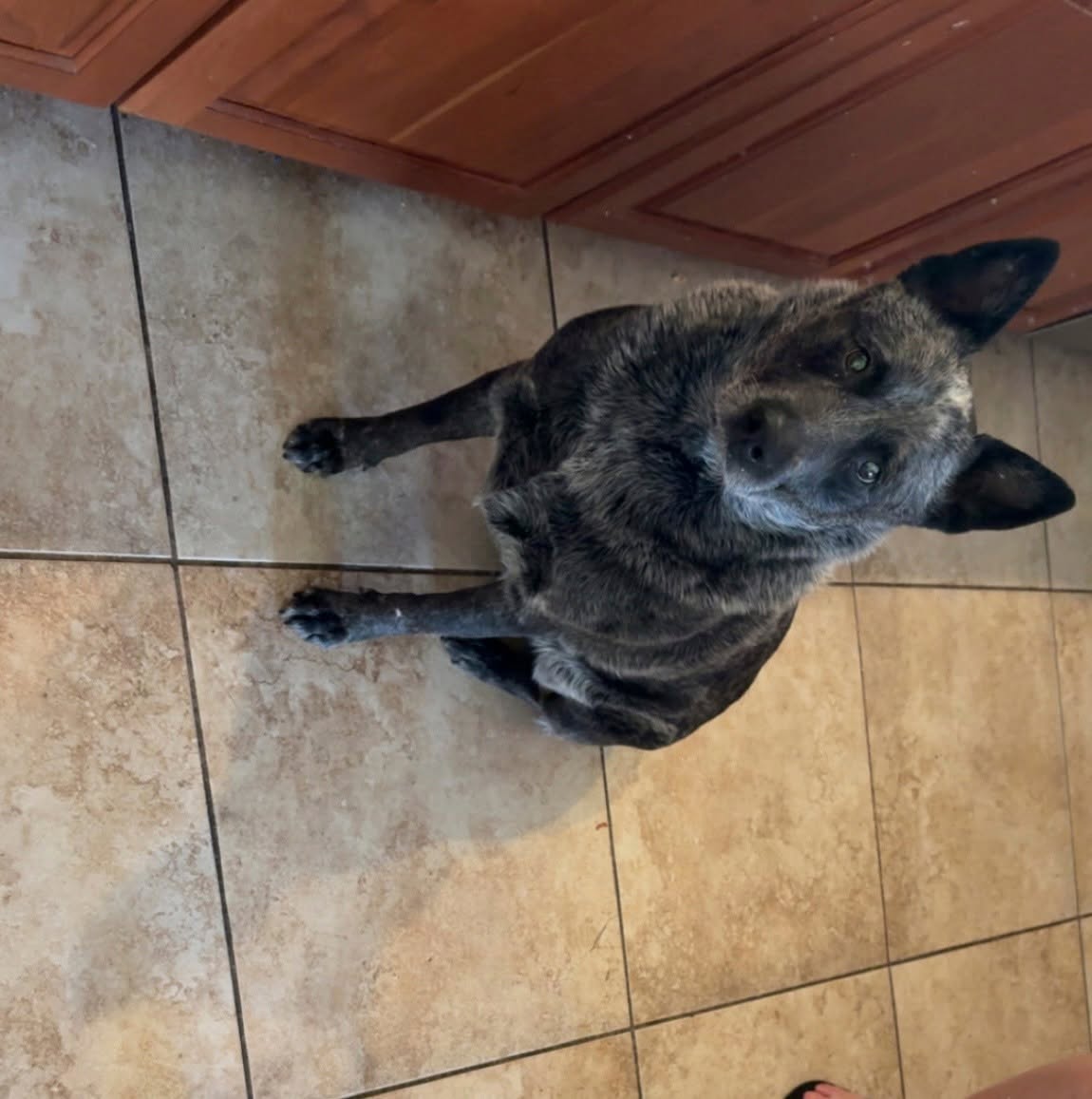 Lost Dog in Tucson