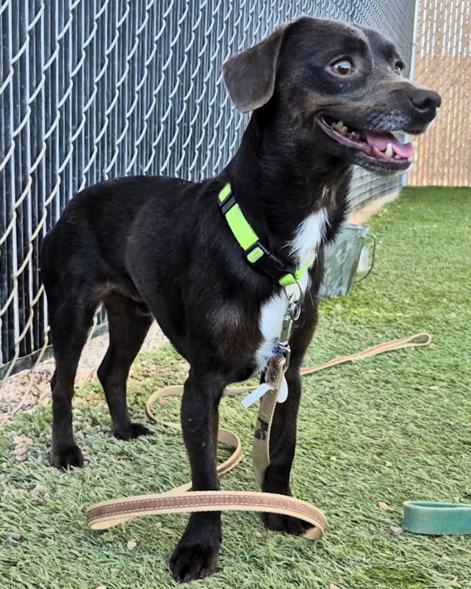Lost Dog in Sahuaro High School