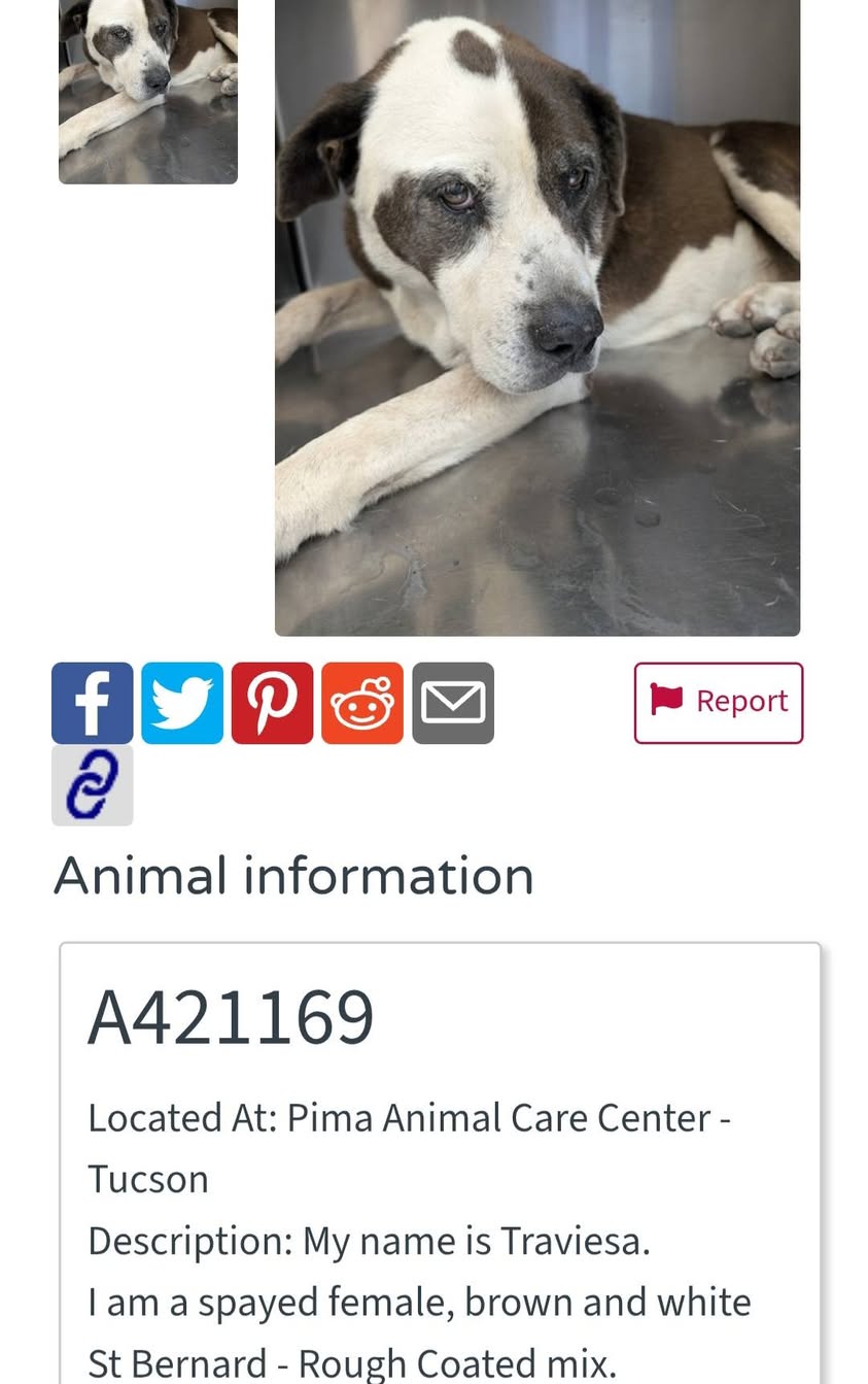 Found dog