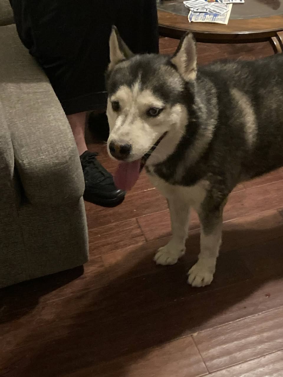 Found Dog in Tucson