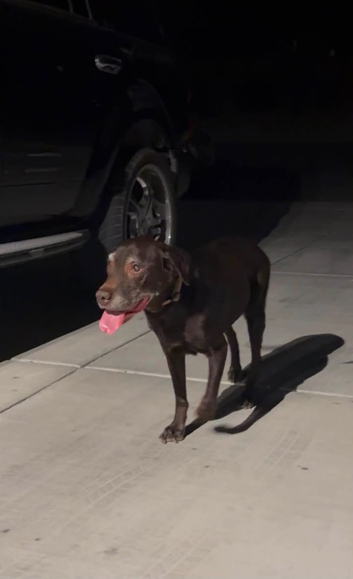 Found dog