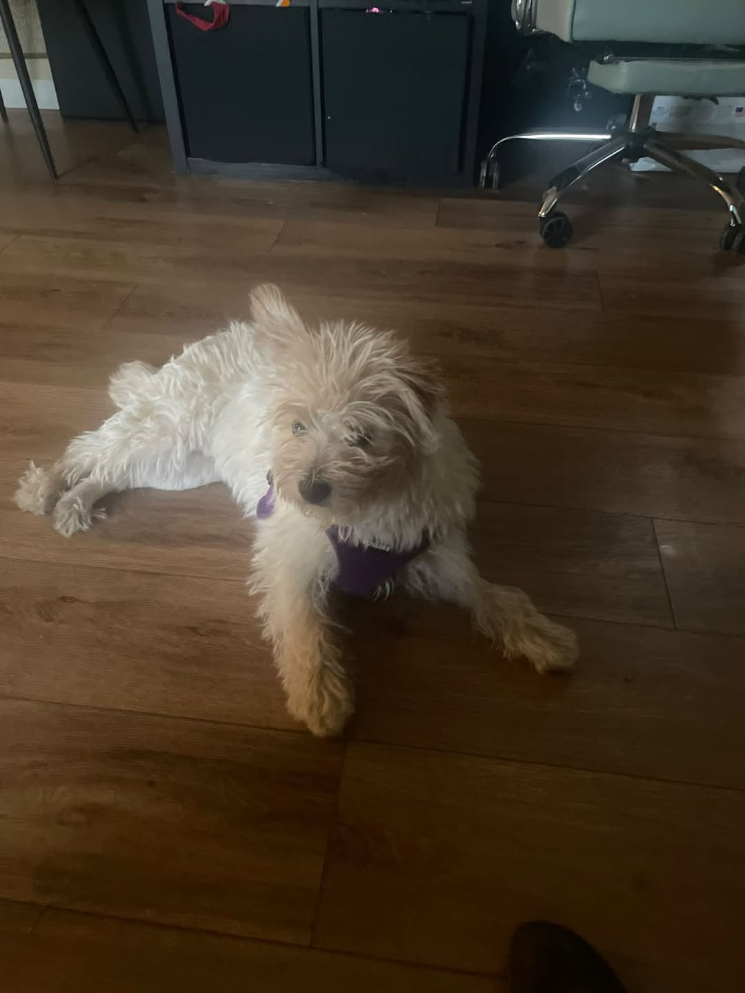 Lost Dog in Rosemont West