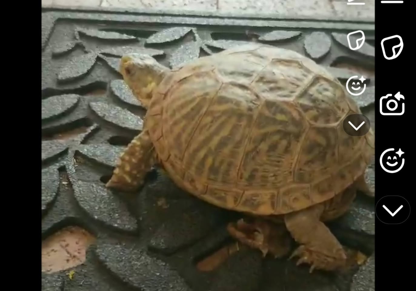 Lost Turtle in Tucson