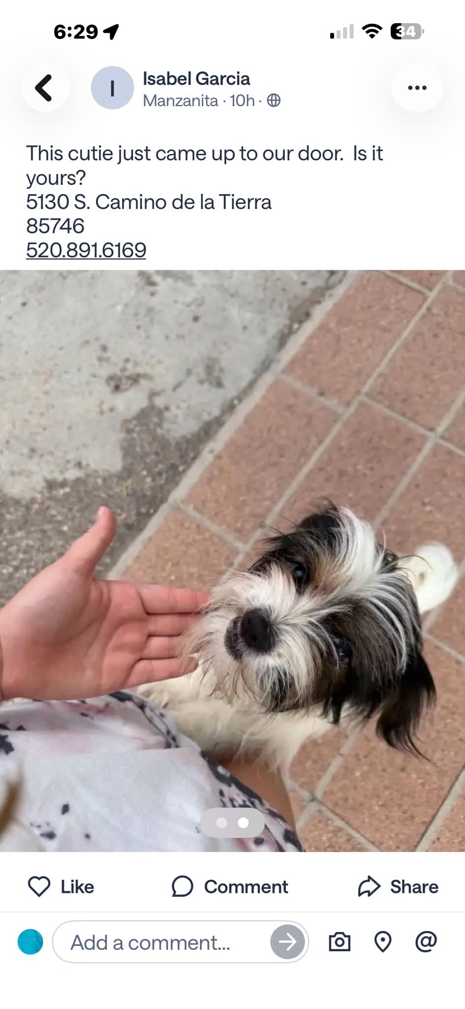 Found Dog in Tucson